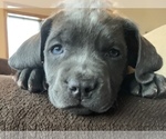 Small #5 Cane Corso