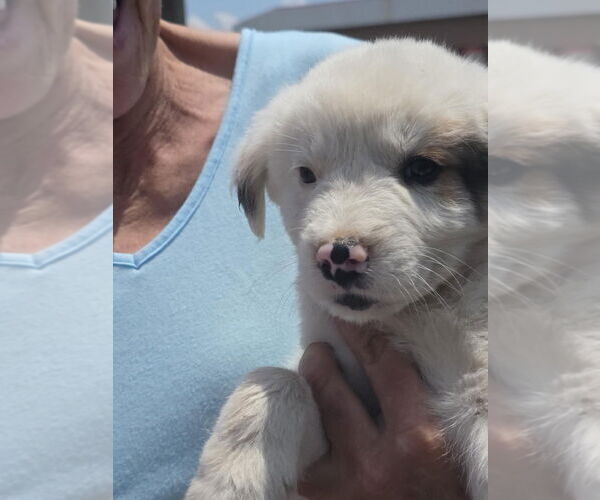 Medium Photo #2 Border-Aussie Puppy For Sale in Aurora, IN, USA