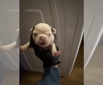 Small #10 Boston Terrier