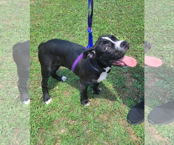 Medium Photo #8 American Pit Bull Terrier-Unknown Mix Puppy For Sale in Spotsylvania, VA, USA