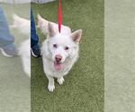 STERLING - Male Samoyed-Unknown Mix Dog for Adoption - Small photo