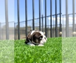 Small #5 English Bulldog