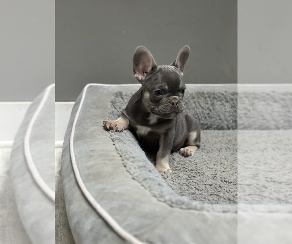 Medium Photo #1 French Bulldog Puppy For Sale in SOUTHGATE, MI, USA