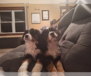 Bernese Mountain Dog-Cavalier King Charles Spaniel Mix Puppy for sale in NARVON, PA, USA