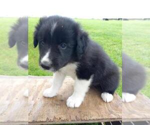 Border Collie-Mutt Mix Puppy for sale in SHILOH, OH, USA