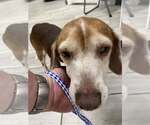 Small #6 Beagle