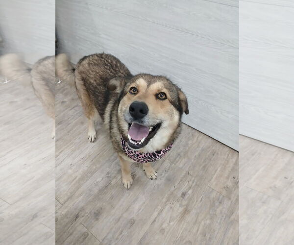 Medium Photo #13 German Shepherd Dog Puppy For Sale in Murfreesboro, NC, USA