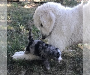Mother of the Aussiedoodle puppies born on 09/04/2019
