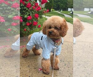 Father of the Poodle (Miniature) puppies born on 06/23/2026