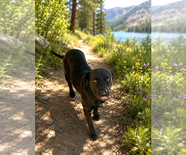 Medium Photo #1 Labrador Retriever Puppy For Sale in Chandler, AZ, USA