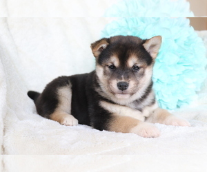 Shiba Inu Puppy for sale in SHILOH, OH, USA