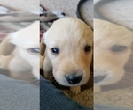 Small Photo #6 Labrador Retriever Puppy For Sale in CHICORA, PA, USA