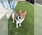 Small #3 Basenji