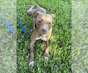 American Pit Bull Terrier Dogs for adoption in Vero Beach, FL, USA