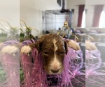 Puppy Puppy 3 Australian Labradoodle