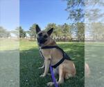 Small #1 German Shepherd Dog Mix