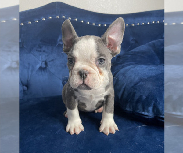 Medium Photo #25 French Bulldog Puppy For Sale in CHARLESTON, SC, USA
