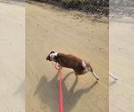 Small #2 American Staffordshire Terrier-Labrador Retriever Mix