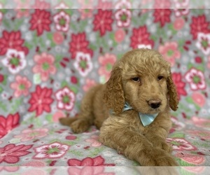 Goldendoodle Puppy for sale in LANCASTER, PA, USA