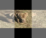 Small Photo #1 American Bully Puppy For Sale in GROVETOWN, GA, USA