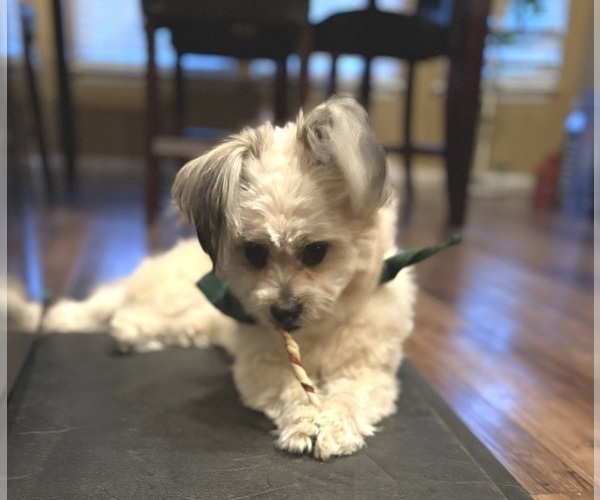 Medium Photo #3 Pom-A-Poo Puppy For Sale in AURORA, CO, USA