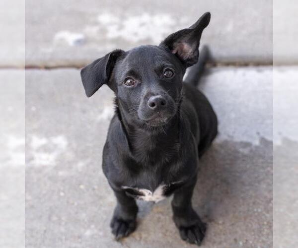 Medium Photo #1 Mutt Puppy For Sale in San Diego, CA, USA