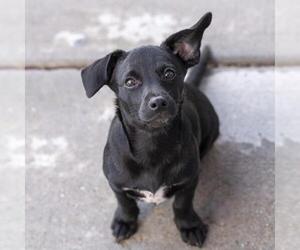 Mutt Dogs for adoption in San Diego, CA, USA