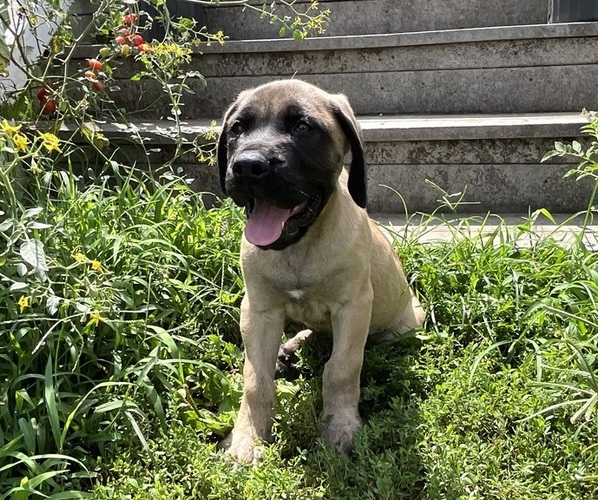 Medium Photo #1 Mastiff Puppy For Sale in KEARNEY, MO, USA