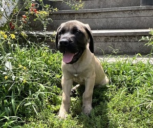 Mastiff Puppy for sale in KEARNEY, MO, USA