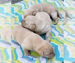 Small #23 Labrador Retriever