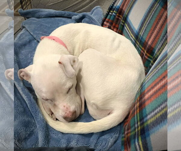 Medium Photo #5 Mutt Puppy For Sale in Catasauqua, PA, USA