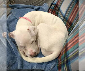 Peppermint Patti - Female Mutt Dog for Adoption - Photo #5