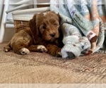 Small #4 Goldendoodle (Miniature)