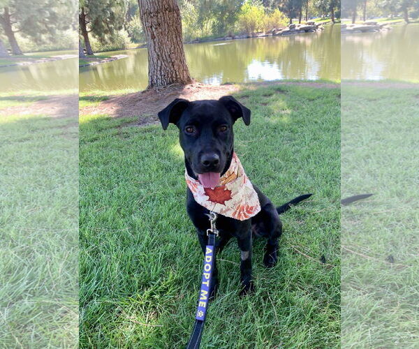 Medium Photo #5 Labrador Retriever-Unknown Mix Puppy For Sale in San Diego, CA, USA