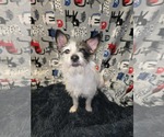 Small #3 Shih Tzu Mix