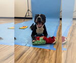 Small #1 American Pit Bull Terrier Mix