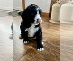 Small Photo #1 Bernedoodle-Poogle Mix Puppy For Sale in NAVARRE, OH, USA