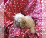 Small #4 Cavachon