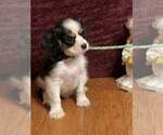 Small #1 Cavalier King Charles Spaniel