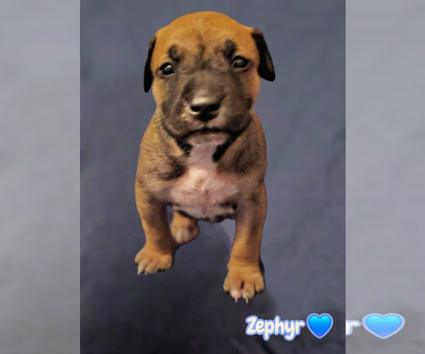 Medium Photo #11 American Staffordshire Terrier-Unknown Mix Puppy For Sale in Holly Springs, NC, USA