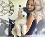 Puppy Val Sheepadoodle