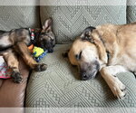 Small #6 German Shepherd Dog-Great Pyrenees Mix