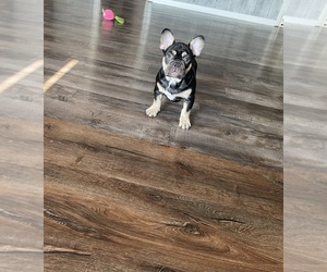 French Bulldog Puppy for sale in CHICAGO, IL, USA