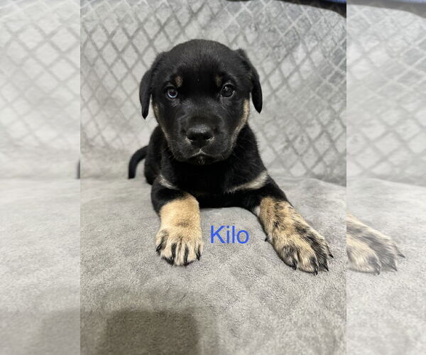 Medium Photo #1 Labrador Retriever-Unknown Mix Puppy For Sale in Ball Ground, GA, USA