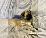 Small #7 Pug