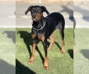 Doberman Pinscher Dogs for adoption in La Verne, CA, USA