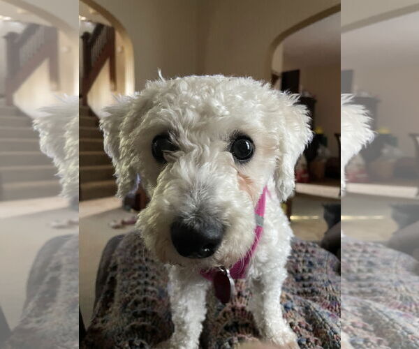 Medium Photo #6 Bichon Frise-Unknown Mix Puppy For Sale in St. Louis Park, MN, USA