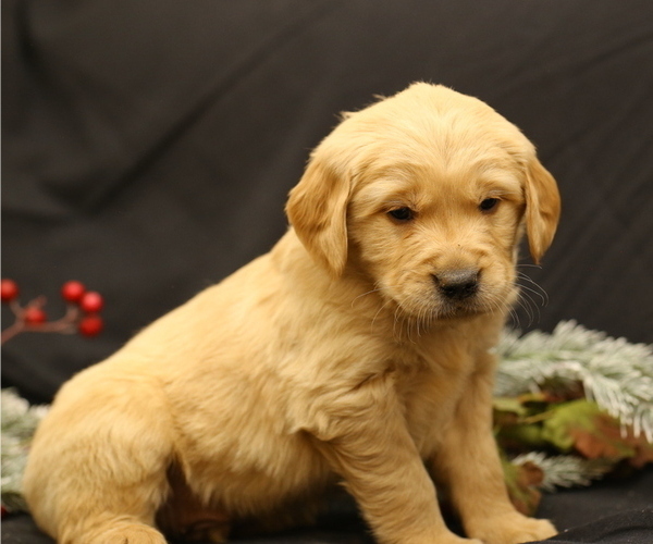 Medium Photo #1 Golden Retriever Puppy For Sale in CAMBRIDGE SPRINGS, PA, USA