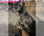 Small Photo #1 Cane Corso Puppy For Sale in HOLIDAY, FL, USA