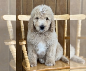 Goldendoodle Puppy for sale in MARYVILLE, MO, USA